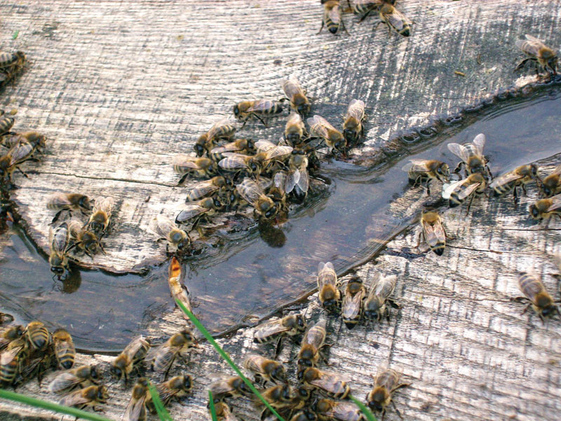 pszczoły przy poidle