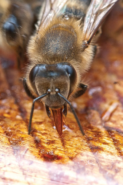 pszczoła przy poidle