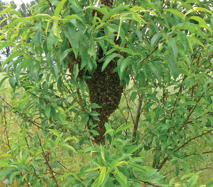 Rój pszczół miodnych na brzoskwini (fot. M. Howis)