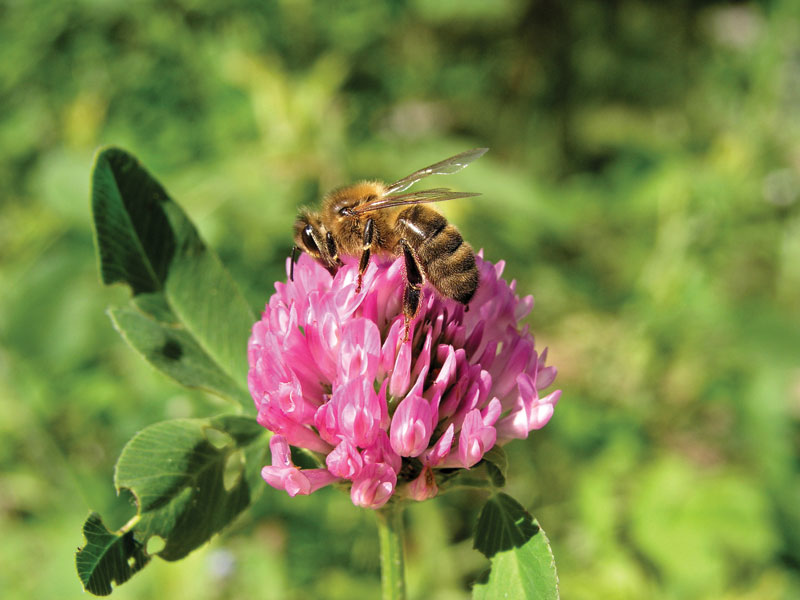 pszczoła na koniczynie, fot.© Maria i Eugeniusz Sapiołko