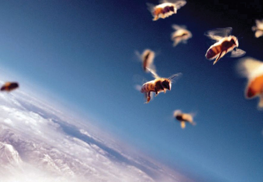 zdjęcie pszczół z kamery lotniczej