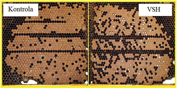 Porównanie zachowań higienicznych pszczół VSH i kontrolnej rodziny względem czerwiu porażonego roztoczami Varroa.