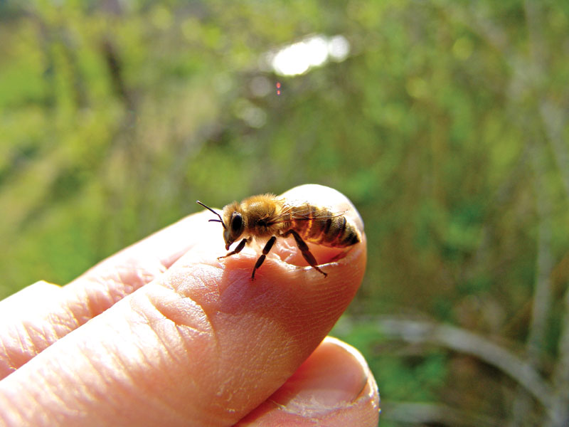 pszczoła na palcu