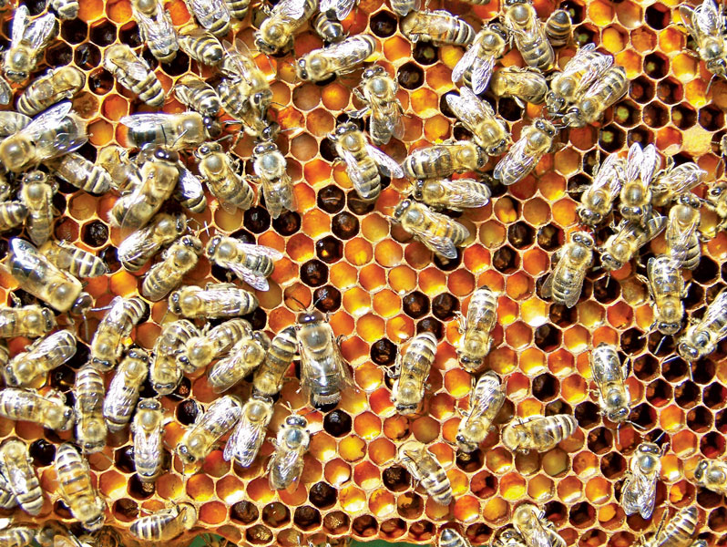 fot.© Milan Motyka - pszczoły na ramce