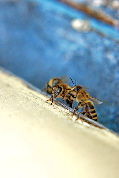 fot.© Roman Dudzik - pszczoły