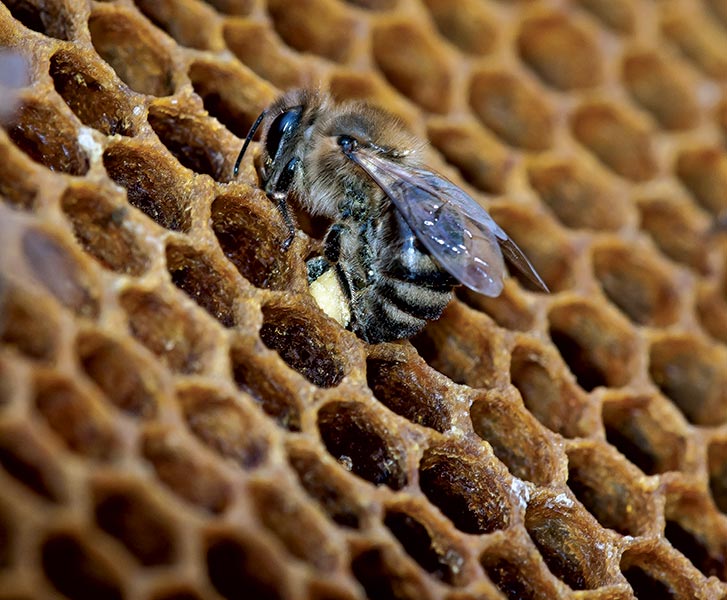 pszczoła z obnóżami