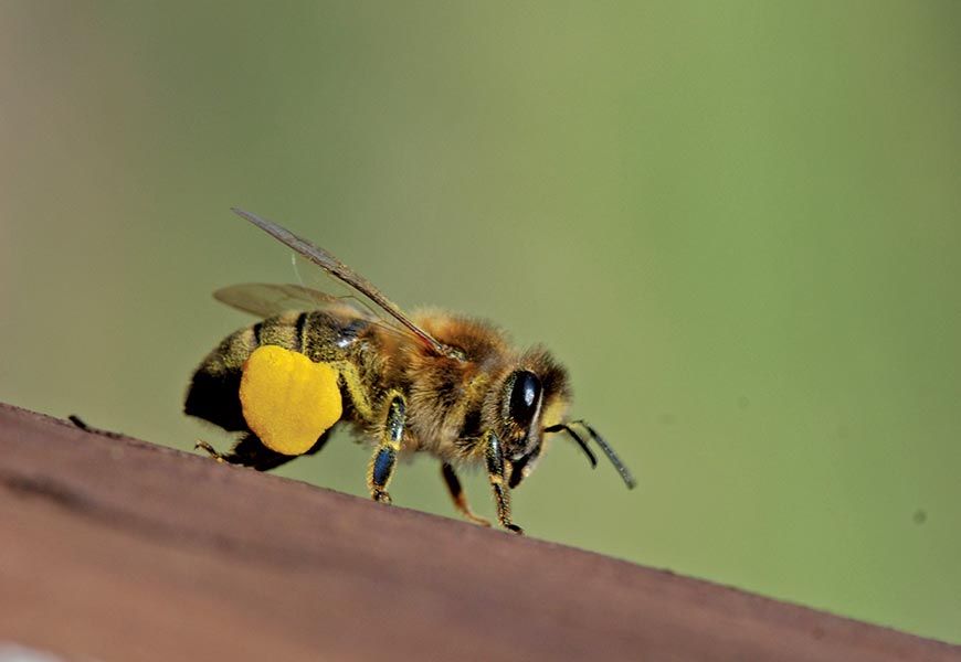pszczoła z obnóżami pyłkowymi