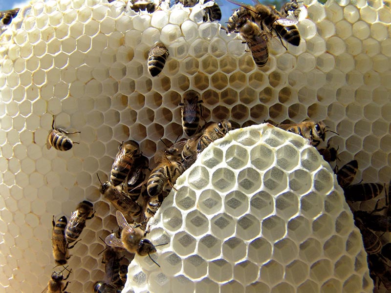nowo wybudowane plastry pszczele