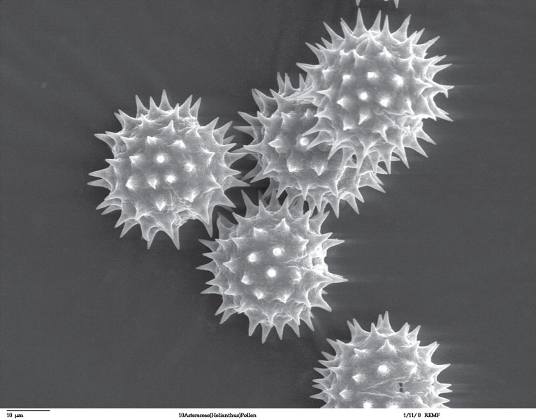 Pyłek kwiatowy pod mikroskopem 