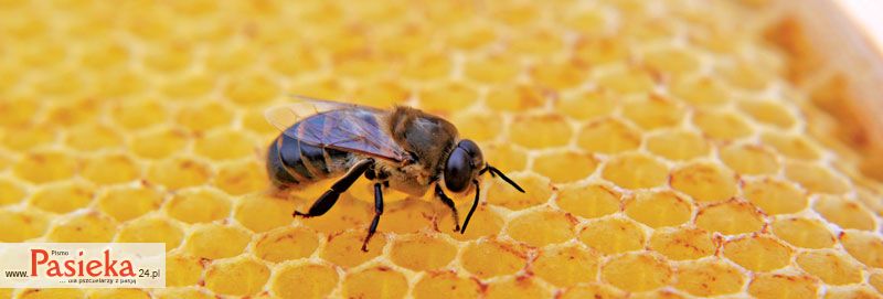 Znaczenie trutni w rodzinie pszczelej