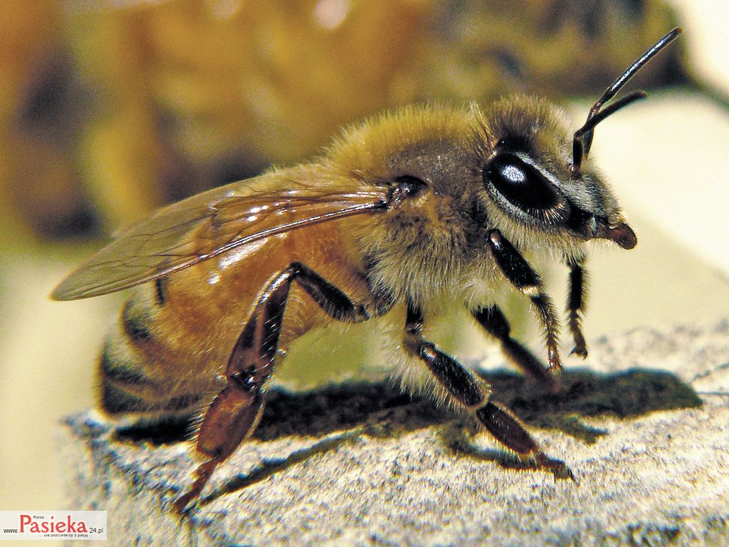 Pszczola_wloska_Honeybee