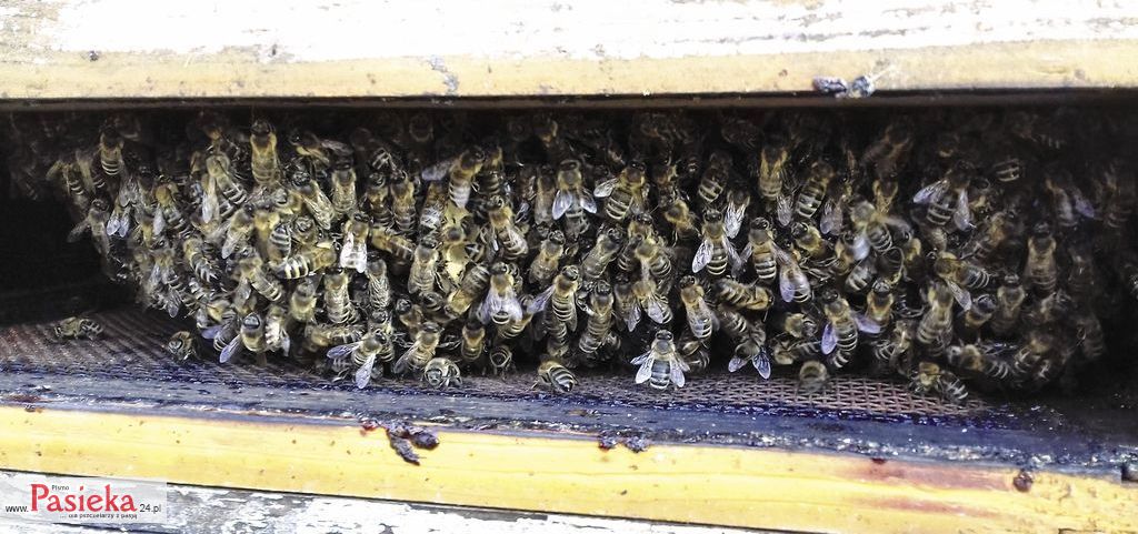 Pszczoły-pod-ramkami--sp%c3%b3%c5%banione-porzeszanie_fot.M.Lele%c5%84