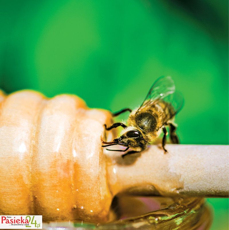 Bee sitting on  glass of honey
