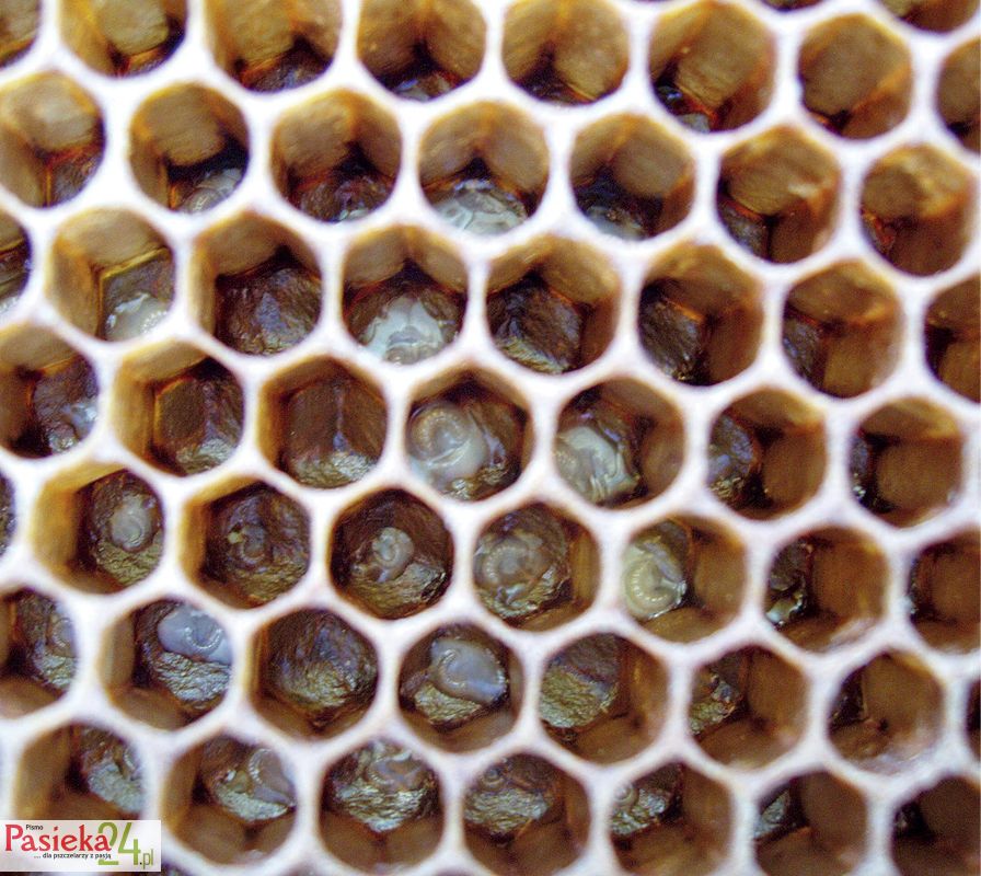 Larwy pszczele w różnym, łatwym do rozpoznania wieku.