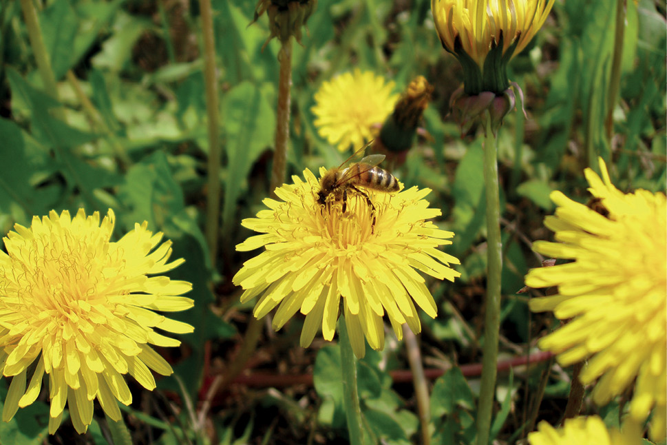 Pszczoła zbieraczka to najczęściej pszczoła w wieku powyżej 3 tygodni.