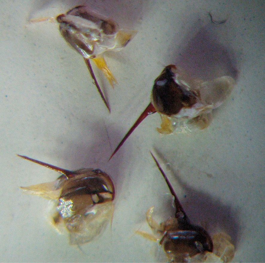 Fot. 5. Aparaty żadłowe.