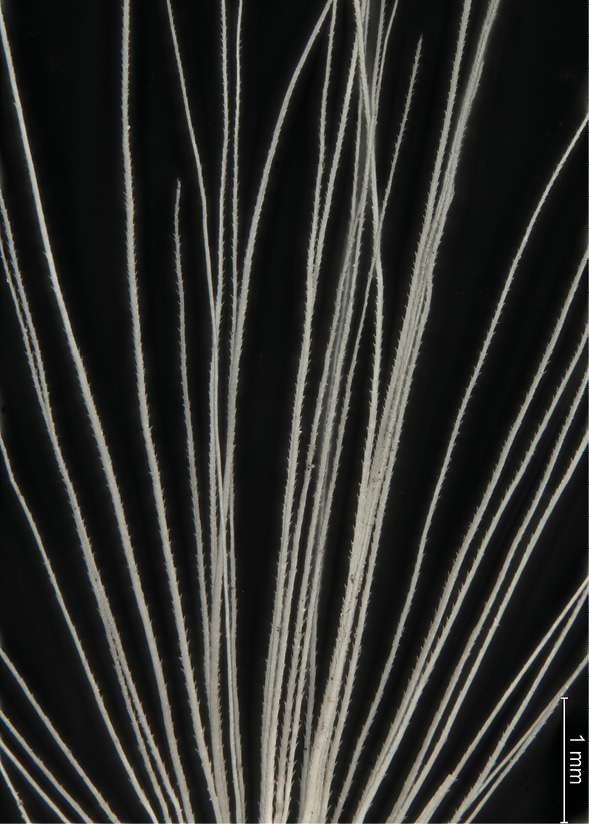 Carduus acanthoides. Puch kielichowy. Okaz w zbiorze porównawczym karpologicznym Instytutu Botaniki im. W. Szafera PAN w Krakowie.