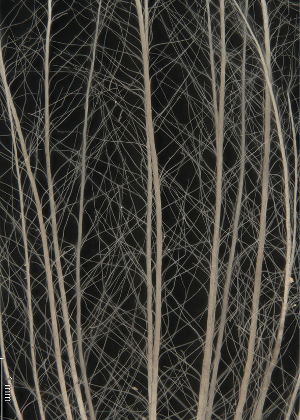 Cirsium rivulare. Puch kielichowy. Okaz w zbiorze porównawczym karpologicznym Instytutu Botaniki im. W. Szafera PAN w Krakowie.