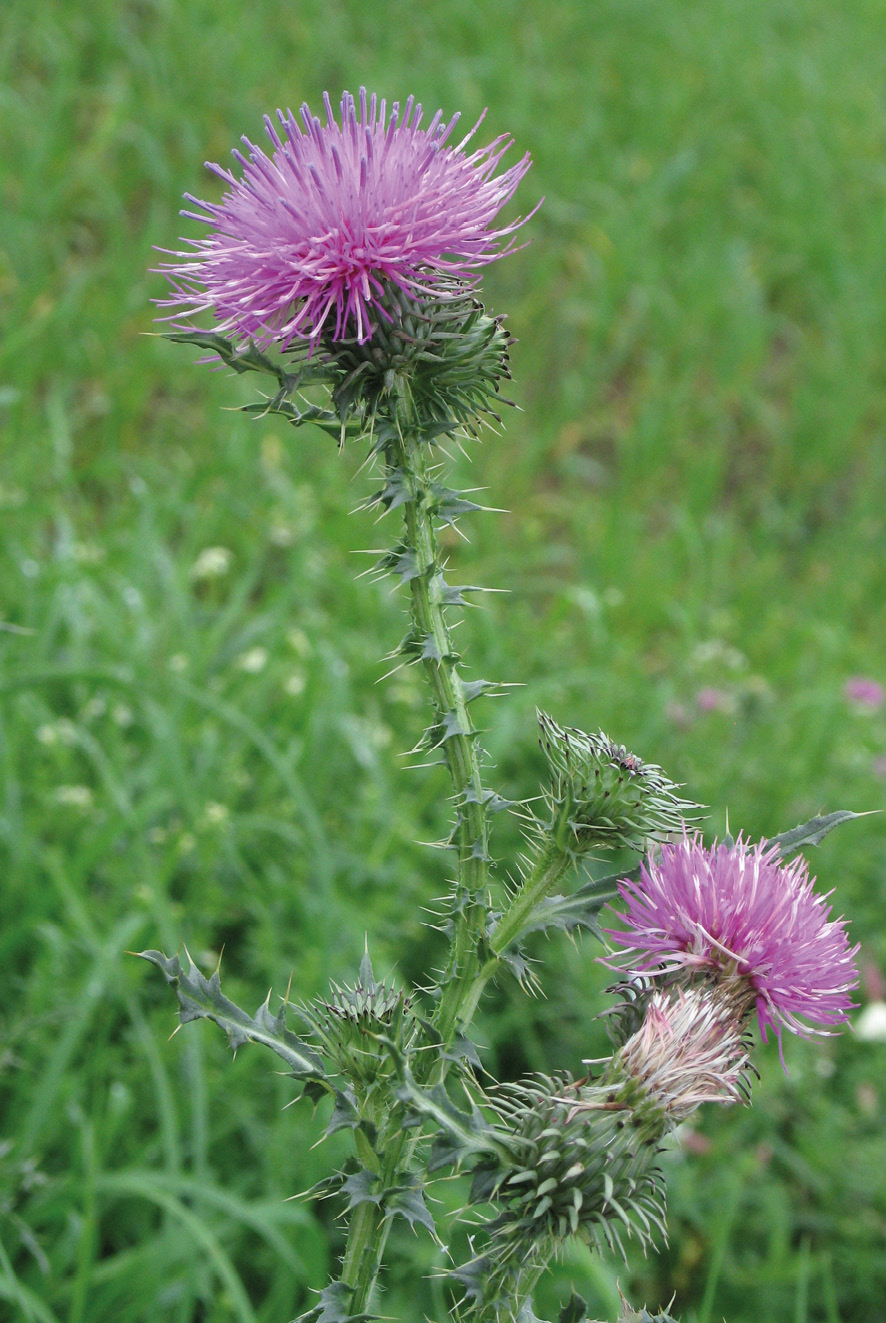 Oset nastroszony <i>Carduus acanthoides</i>.