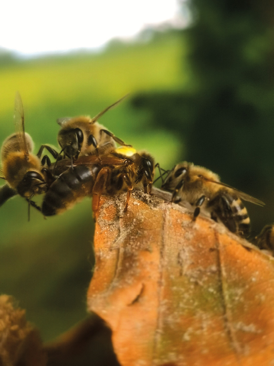 Młoda matka wracająca z lotu weselnego.