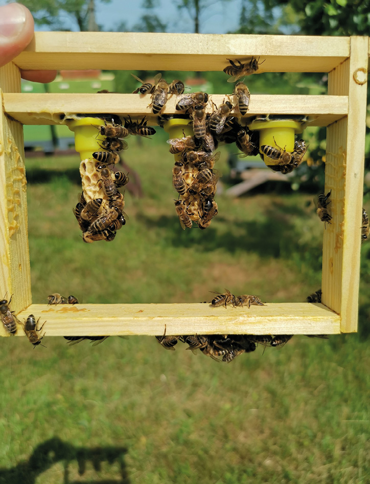 Fot. 4. Odciągnięte mateczniki.