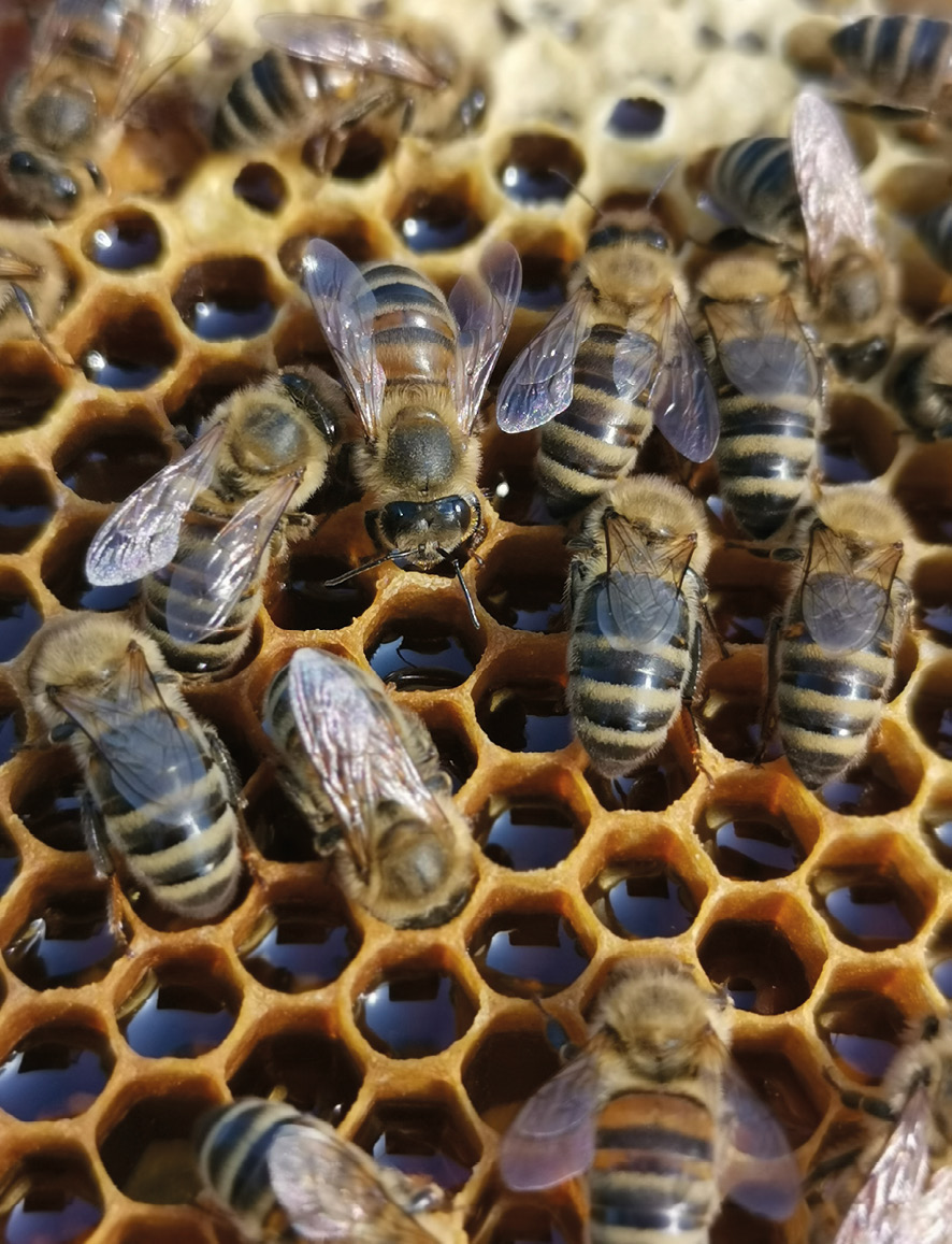 Fot. 8. Zapasy nektaru w miniuliku.