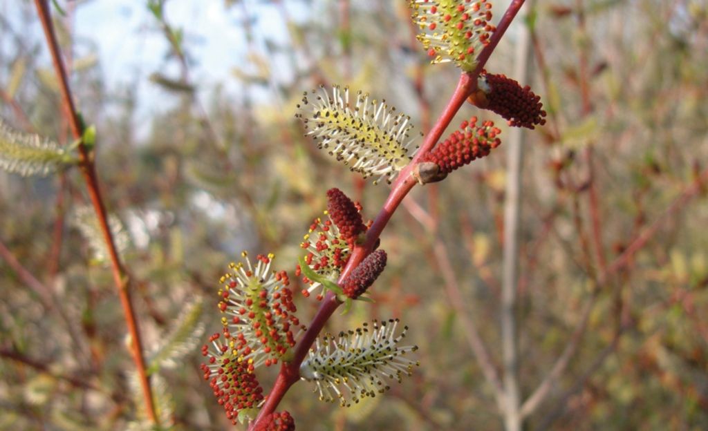 Miododajne i pyłkodajne wierzby, cz. 3.Polskie osiągnięcia w hodowli wierzb pożytkowych i gromadzeniu ich zasobów genowych