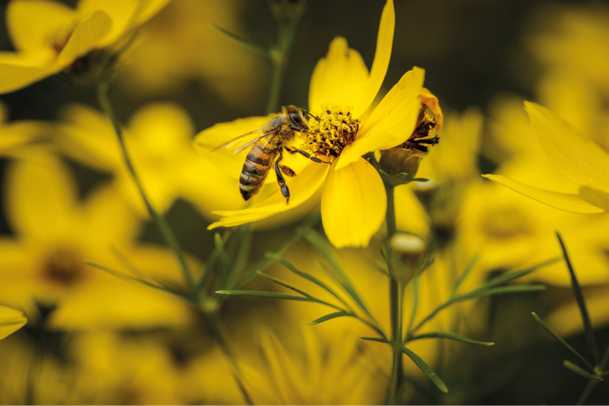 A closeup shot of a bee pollinating a yellow flower
