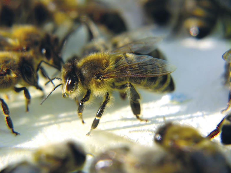 pszczoła na styropiania