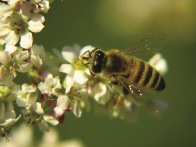 pszczoła na gryce