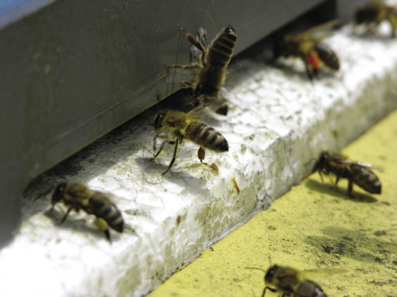 pszczoły przy wlotku do ula styropianowego