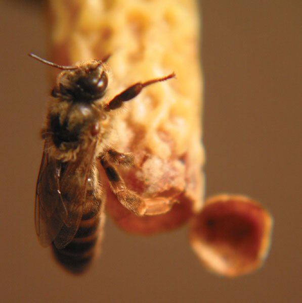 Przyczyny małego zainteresowania użytkowaniem wartościowych matek pszczelich