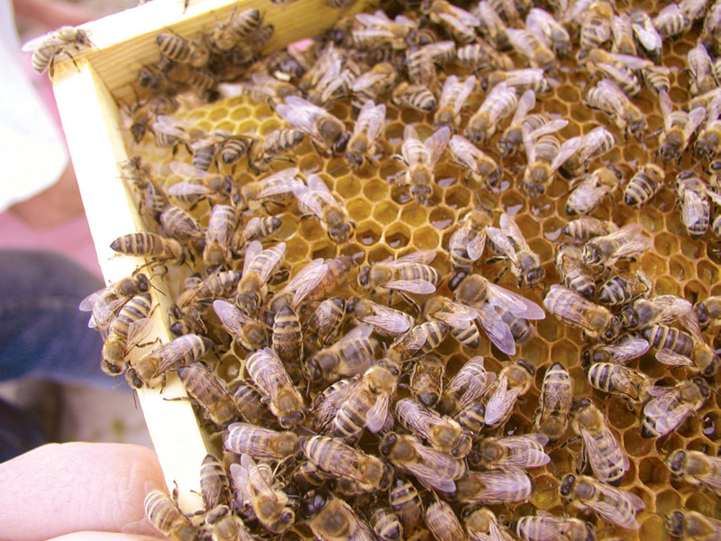 Przyczyny małego zainteresowania użytkowaniem wartościowych matek pszczelich