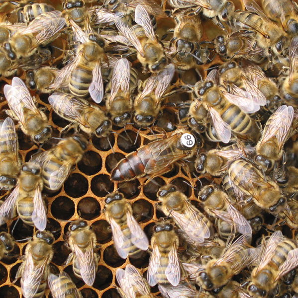 Warunki wychowu matek pszczelich