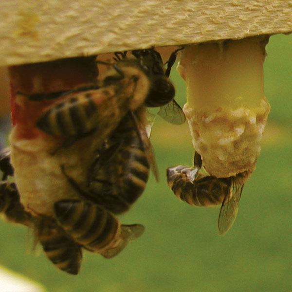 Sprzęt do wychowu i unasienniania matek pszczelich