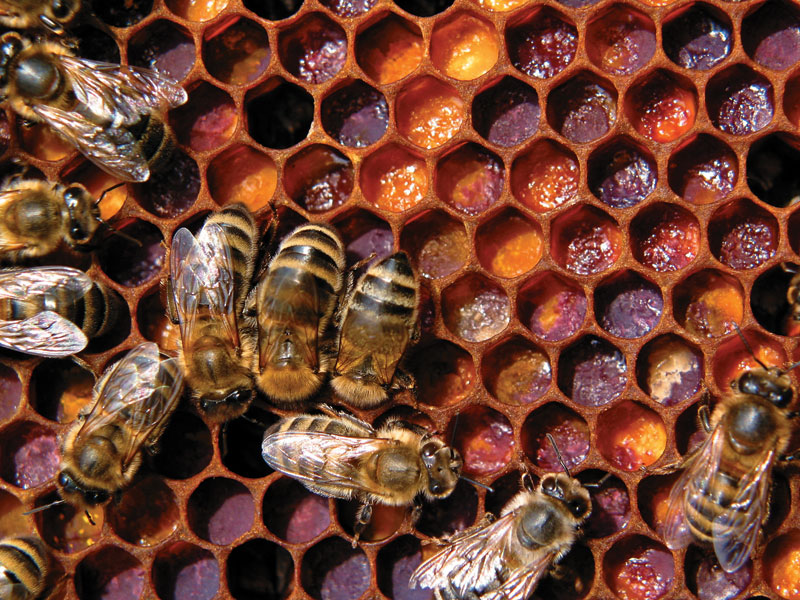 pszczoła na ramce z pierzgą i pyłkiem