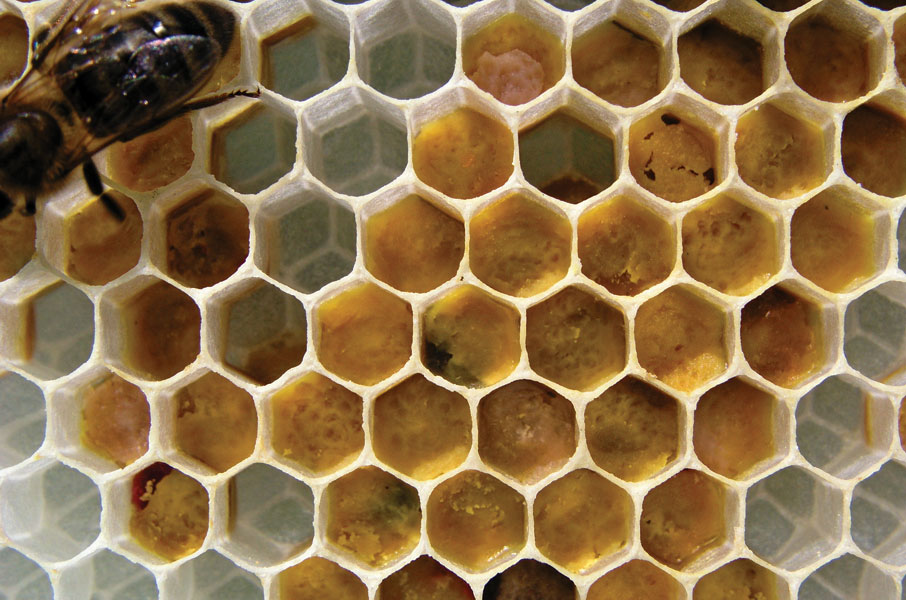 Pszczoła na plastrze