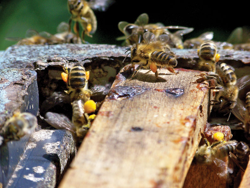 Pszczoła na ramce, fot: Milan Motyka