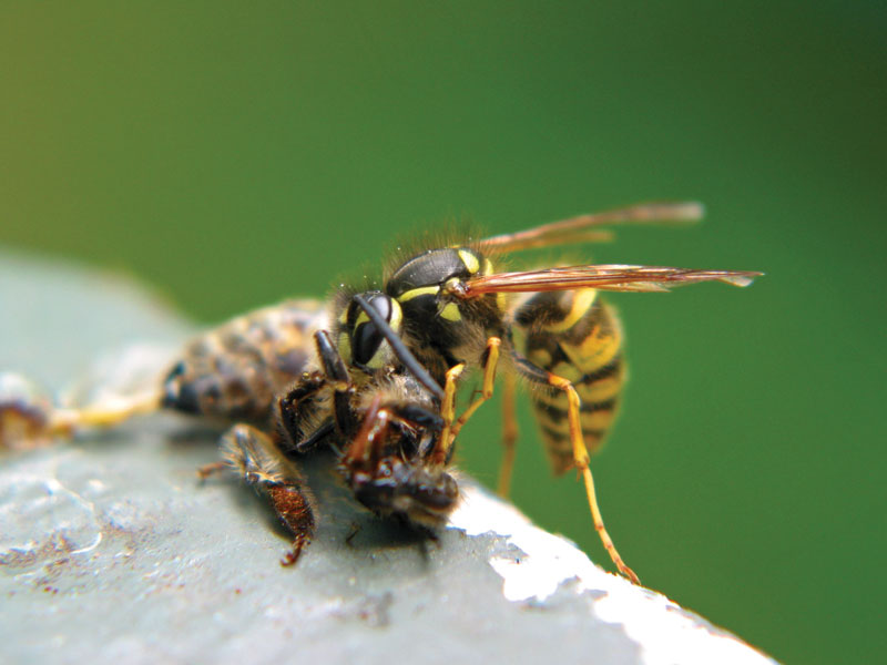 pszczoła, osa