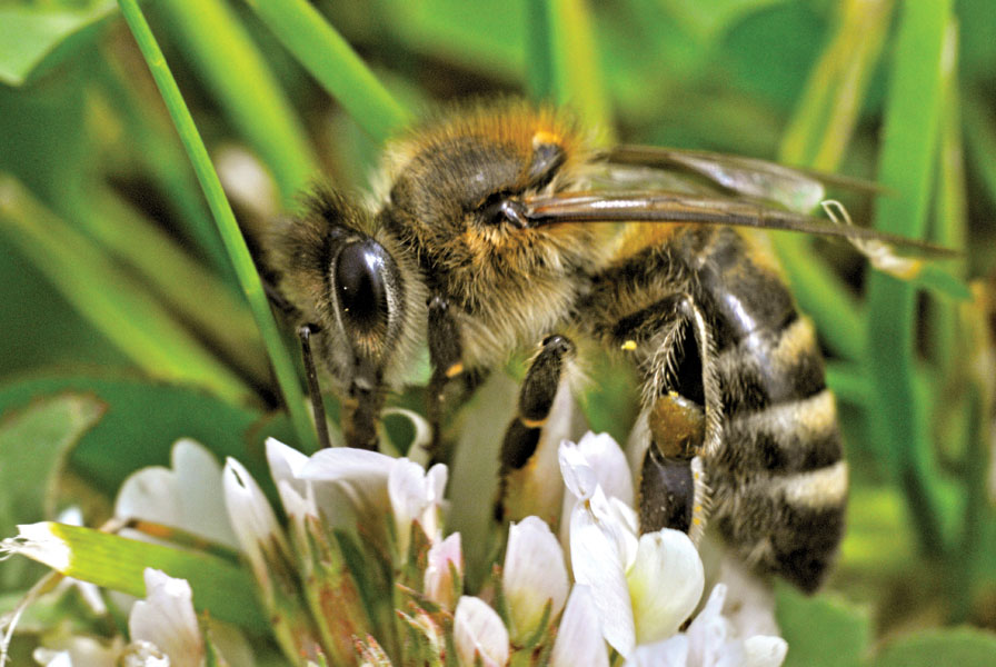 pszczoła na końiczynie, fot. Agnieszka Dudzik