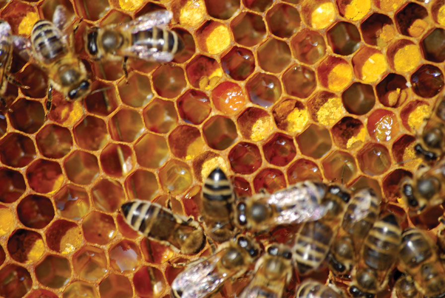 pszczoła na ramce z pierzgą i pyłkiem. fot.© Roman Dudzik