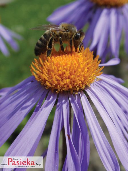 Porady pasieczne - pszczoła na kwiatku