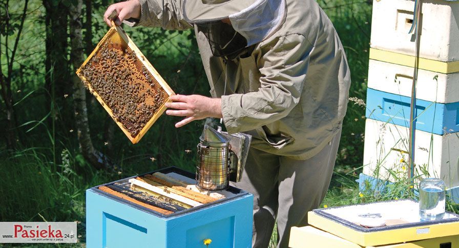 Porady pasieczne - pszczelarz przy ulu