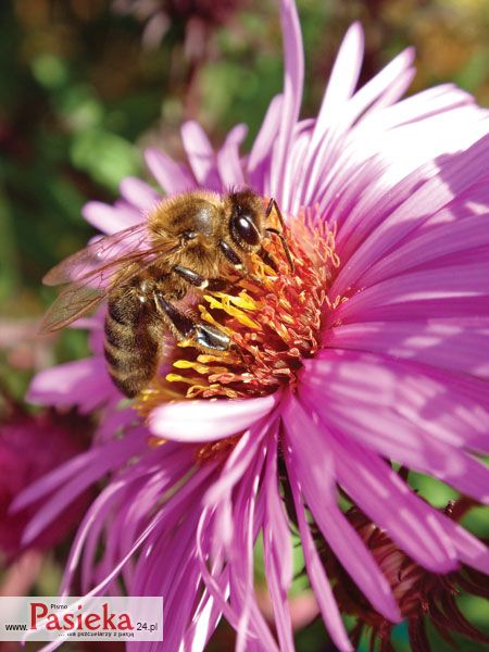 Porady pasieczne - pszczoła na kwiatku