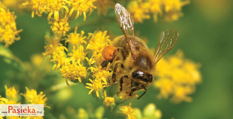Porady pasieczne - pszczoła na nawłoci