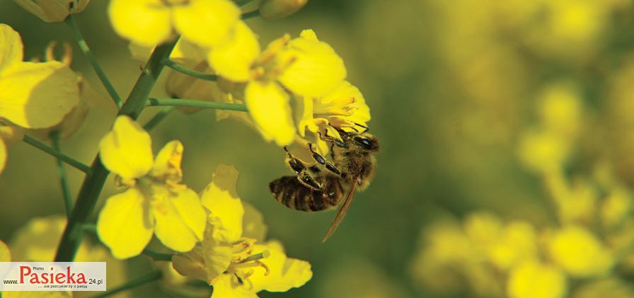 Porady pasieczne - pszczoła na rzepaku