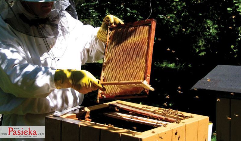 Szczoteczka pasieczna służy do zmiatania pszczół