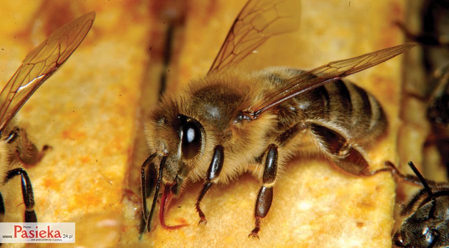 pszczoła na ramce