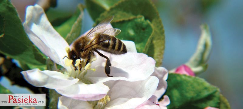 pszczoła na kwiatach jabłoni