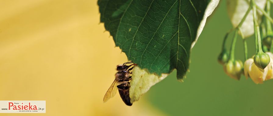 pszczoła na liściu
